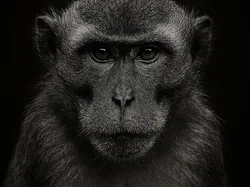 Hueforge Monkey - Free 3D Print Model