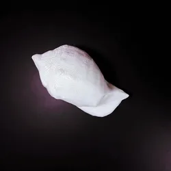 Sea Shell