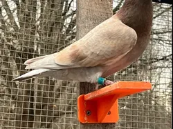 Pigeon/Small bird perch - Free 3D Print Model