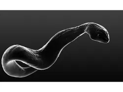 Python Snake