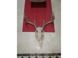 DEER SKULL large and normal size