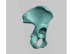 High Resolution Human Female Pelvis Scan