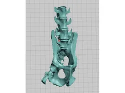 New World Monkey Skeletal Scan, Pelvis and Vertebrae