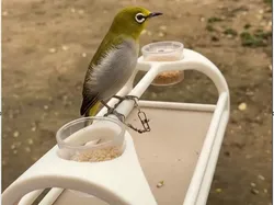 Bird Stand  - Free 3D Print Model
