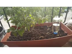 Snapple Aqua Globe V2 - Self Water Plant