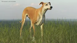 Adult Racing Greyhound Male Fawn Rigged 3D model