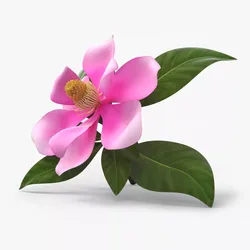 Fully Bloomed Magnolia Flower Branch Pink 3D model
