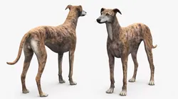Greyhound Dog Male Brindle Fur Rigged 3D model
