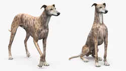 Greyhound Dog Male Brindle Rigged 3D model