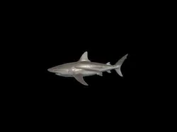 Low Poly Stylized Bull Shark - PBR Low-poly 3D model