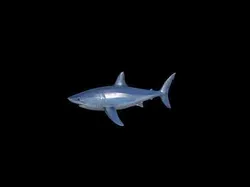 Low Poly Stylized Mako Shark - PBR Low-poly 3D model