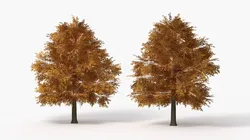 Lowpoly Realistic Autumn American Beech Tree 3D model