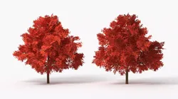 Lowpoly Red Oak Forest Tree Low-poly 3D model