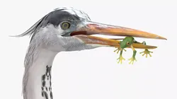 Predatory Heron with Frog For Blender 3D model