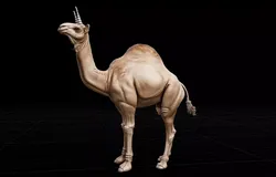 Realistic Horned Dromedary Camel Camelicorn Animal 3D Model 3D print model