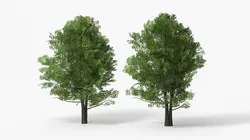 Realistic Lowpoly Aspen Foliage Tree Green 3D model