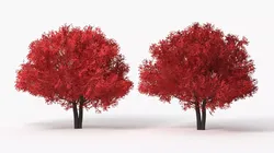 Realistic Lowpoly Red Maple Foliage Tree Low-poly 3D model