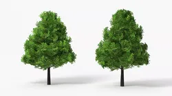 Realistic Lowpoly Tulip Tree 3D model