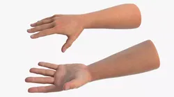 Realistic Male Arm Pair Rigged 3D model