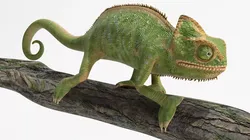 Walking Chamelion Animated Rigged for Blender 3D model
