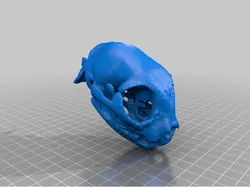 Cat Skull