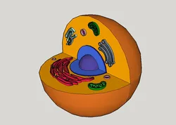 Animal Cell
