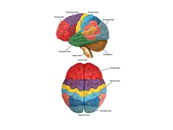 Brain Diagram