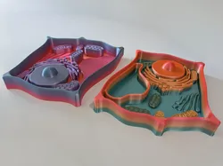 Plant Cell Model - Free 3D Print Model