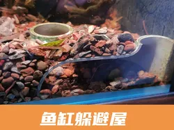 Aquarium Aquascape Hideout - Free 3D Print Model