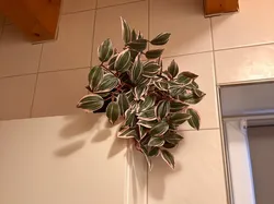 Ikea Fejka Decorative Flowers Horizontal Holder - Free 3D Print Model