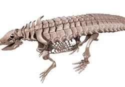 Aetosaur  squelette complet 3D print model