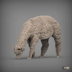 alpaca eats grass