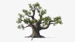 Ancient Oak Tree Natural Wood 3D model