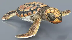 Baby Sea Turtle Brown Rigged For Maya Low-poly 3D model