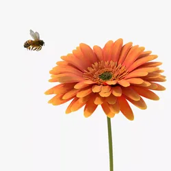 Bee Pollinates Flower Animated Fur Rigged For Blender 3D model