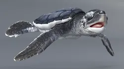 Black Baby Sea Turtle Walking Rigged For Maya Animated Low-poly 3D model