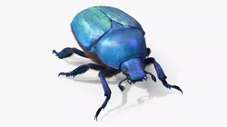 Bright Carapace Scarab Blue Fur 3D model