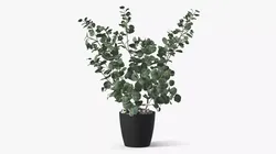 Eucalyptus Gunnii in Pot with Soil 3D model