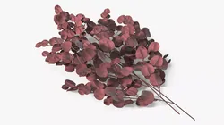 Eucalyptus Populus Branches Decor Plant Red 3D model
