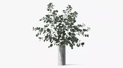 Eucalyptus Silver Dollar Branches in Marble Vase 3D model
