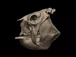 Glyptodon Skull 3D print model