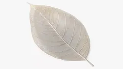 Leaf Skeleton 3D model