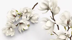 Magnolia Flowering Branch with Buds White Fur 3D model