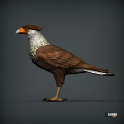 Northern Crested Caracara