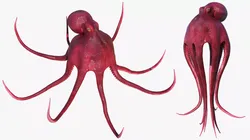 Octopus Vulgaris Rigged for Blender 3D model