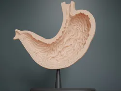 Other STL Download - Human Stomach Cross Section Anatomyby Mansoure Elamilk