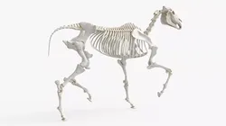 Running Equine Skeletal System Animated Rigged For Blender 3D model