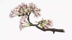 Sakura Cherry Blossom Branch Pink 3D model
