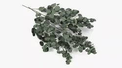 Silver Eucalyptus Stems 3D model