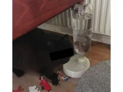 PET bottle water bowl